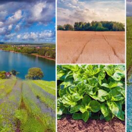 Collage of green fields and water