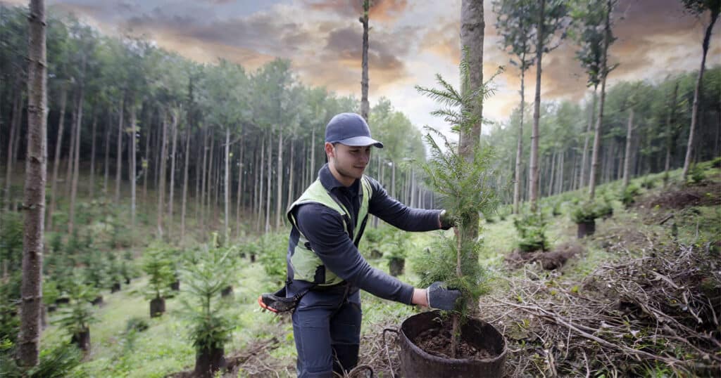 Forestry worker handling plantation seedling